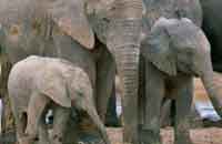 Kyari, Kyari Resort, Photographs & amp; Bookings for the Kyari, Resort nearby Jim Corbett National Park, Details, Facts Map, And Tour Bookings For Jim Corbett National Park.