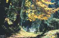 Kyari, Kyari Resort, Photographs & amp; Bookings for the Kyari, Resort nearby Jim Corbett National Park, Details, Facts Map, And Tour Bookings For Jim Corbett National Park.