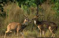Kyari, Kyari Resort, Photographs & amp; Bookings for the Kyari, Resort nearby Jim Corbett National Park, Details, Facts Map, And Tour Bookings For Jim Corbett National Park.