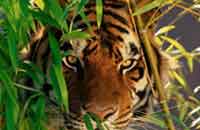 Kyari, Kyari Resort, Photographs & amp; Bookings for the Kyari, Resort nearby Jim Corbett National Park, Details, Facts Map, And Tour Bookings For Jim Corbett National Park.