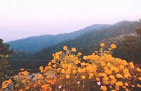 Woods Villa,Hotel in Ranikhet, Ranikhet Hotel Packages, Hotel Packages for Ranikhet, Ranikhet Hotel, Ranikhet Winter Packages, Ranikhet Packages, Ranikhet Hotel Package.