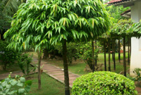 Chhuti Holiday Resort, Shantiniketan West Bengal India.