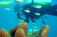 Port Blair Hotel India – Andaman Nicobar Island :: Sinclairs Hotels, Sinclairs Bay View,Port Blair South Point, Port Blair, Hotels Resorts Andaman Islands, Port blair &amp; Welcomgroup Bay island.