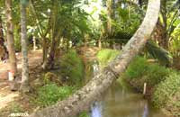 THE PAMBA HERITAGE VILLA Alappuzha,Kerala,INDIA, Homestay in Kerala, Backwater, Alleppey, Kerala.Kerala Backwater,Kerala Backwaters,Hotels in Kerala,Kerala Backwaters Hotels,Kerala Travel,Travel to Kerala Backwaters,Backwaters in Kerala,Kerala Tourism,Kerala Backwaters in India,Kerala Backwater, Kerala Backwater tours, Backwaters in Kerala, Kerala backwater cruises, Kerala Hotels, Kerala travel, Kerala tourism, destinations Kerala, tour packages Kerala, tours to Kerala, travel to Kerala, Kerala backwater tourism, Kerala backwaters, backwaters of Kerala, Kerala India,homestay, home stay, Cochin, Kochi, cochin, kochi, Kerala, kerala, India, india, inde, homestead, ecolodge, eco lodge, eco-lodge, eco-tourism, rural tours, farmstay, farm tourism, farm produce, local crafts, sustainable agriculture, ecological restoration, backwaters, southern India, farmstead, farmhouse, organic farming