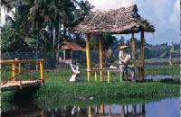 Ayurtheeram : Ayurveda : Ayurveda India : Ayurveda Kerala : Ayurveda Therapy : Rejuvenation : Revitalization : Detoxification : Yoga : Meditation : Ayurveda Education - Kerala - India :Internship : Slimming : Anti Ageing : Paralysis : Weightloss : Kerala Ayurveda : Kerala Ayurveda Treatments : Kerala Ayurveda Packages : Kerala Panchakarma : Ayurveda Treatments in India : Ayurveda Packages in India : Ayurveda Hospital India.