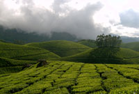 Blackberry Hill Resort, Munnar, is a typical Kerala hill-side Village with a set of cute cottages nestling against the backdrop of  the Western Ghats.