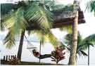 Cherai Beach Resorts, fort cochi,  the best boutique hotel in the country, heritage hotels, kerala hotels, kochi, cochin, kerala, india.