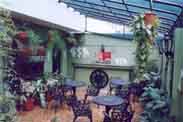 Pinus