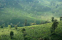 Grandmas Mansion Home Stay, Grandma's Mansion Home Stay,Stay-at-Home Grandma, Pala, Kottayam,Kerala Home stay, Home Stay Kerala, Kerala homestay.