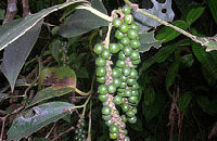 Grandmas Mansion Home Stay, Grandma's Mansion Home Stay,Stay-at-Home Grandma, Pala, Kottayam,Kerala Home stay, Home Stay Kerala, Kerala homestay.