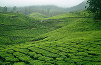 Grandmas Mansion Home Stay, Grandma's Mansion Home Stay,Stay-at-Home Grandma, Pala, Kottayam,Kerala Home stay, Home Stay Kerala, Kerala homestay.