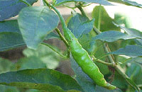 Grandmas Mansion Home Stay, Grandma's Mansion Home Stay,Stay-at-Home Grandma, Pala, Kottayam,Kerala Home stay, Home Stay Kerala, Kerala homestay.