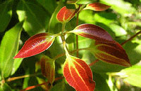 Grandmas Mansion Home Stay, Grandma's Mansion Home Stay,Stay-at-Home Grandma, Pala, Kottayam,Kerala Home stay, Home Stay Kerala, Kerala homestay.