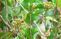 Grandmas Mansion Home Stay, Grandma's Mansion Home Stay,Stay-at-Home Grandma, Pala, Kottayam,Kerala Home stay, Home Stay Kerala, Kerala homestay.