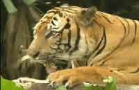 Tree Top Resort,Periyar Tree Top Wildlife Resort,Wildlife Tree Top Resort,Periyar Kerala Wildlife Resort Tree Top,Wildlife Resort Tree Top Accommodation,Stay in Tree Top Wildlife Resort.