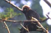 Tree Top Resort,Periyar Tree Top Wildlife Resort,Wildlife Tree Top Resort,Periyar Kerala Wildlife Resort Tree Top,Wildlife Resort Tree Top Accommodation,Stay in Tree Top Wildlife Resort.