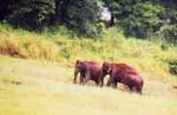 Tree Top Resort,Periyar Tree Top Wildlife Resort,Wildlife Tree Top Resort,Periyar Kerala Wildlife Resort Tree Top,Wildlife Resort Tree Top Accommodation,Stay in Tree Top Wildlife Resort.