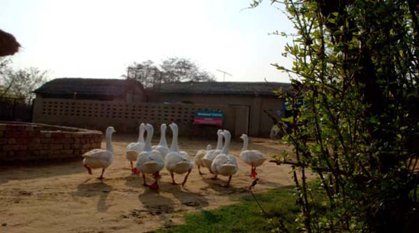 Farm_View3