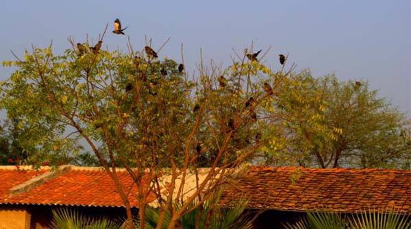 Farm_View4