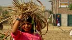 Pratapgarh Farms View12