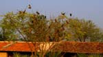 Pratapgarh Farms View4