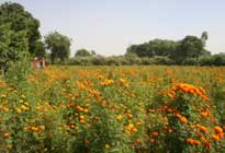 Sheilma farms Damdama Harayana