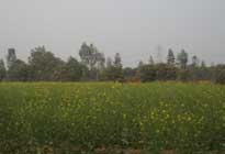Sheilma farms Damdama Harayana