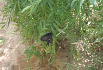 Sheilma farms Damdama Harayana